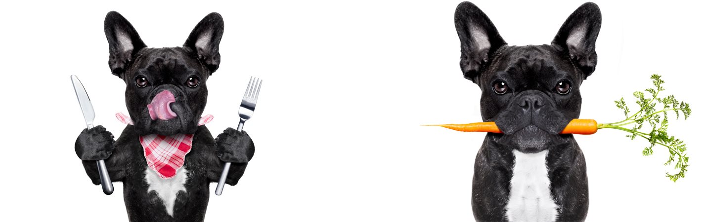 A kölyökkutya enni szeretne