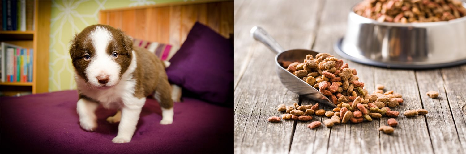 Kutya etetése helyesen