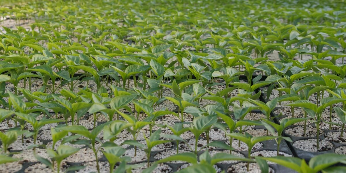 4 kertésztípus, esztéta, forrás: pexels.com