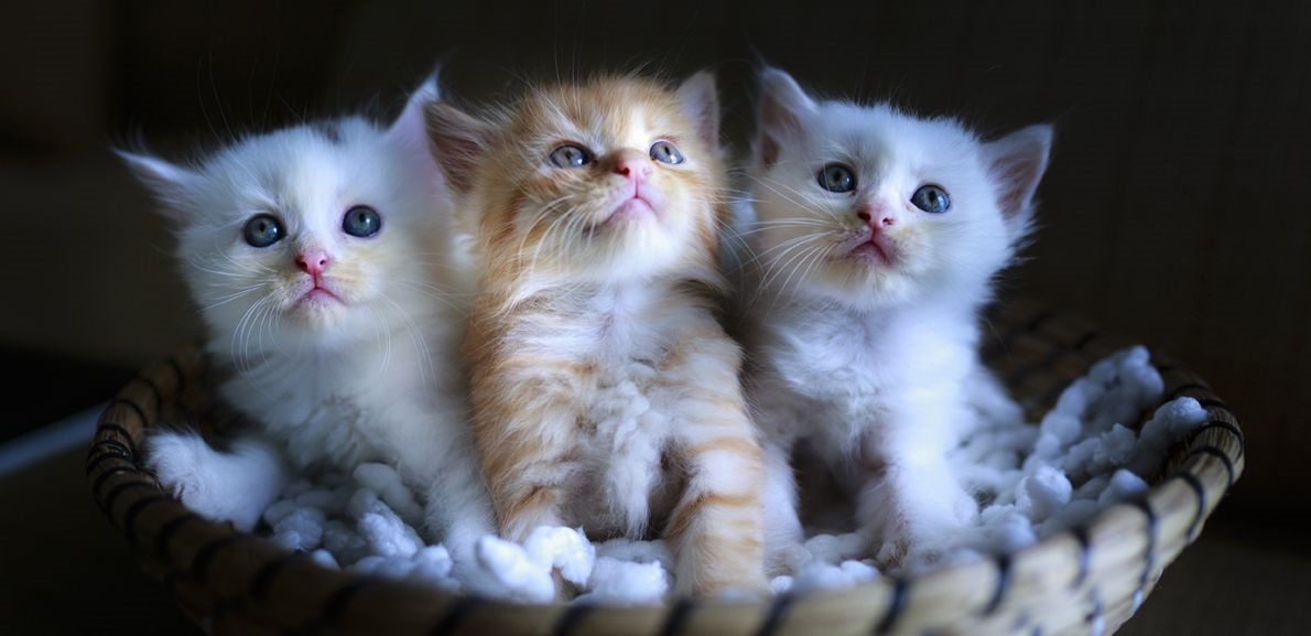 Kiscica etetése helyesen