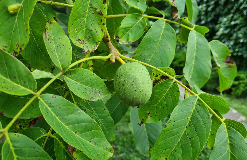 Samsung Galaxy S20 Plus élesítés