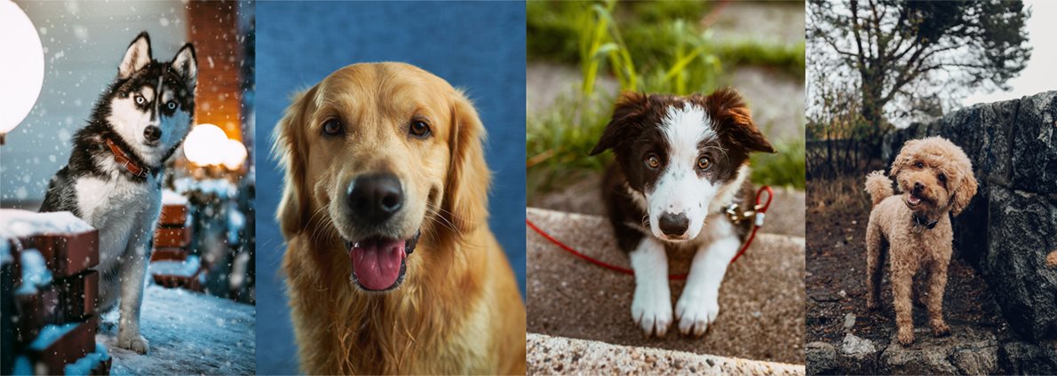 Milyen kutyát vegyek?