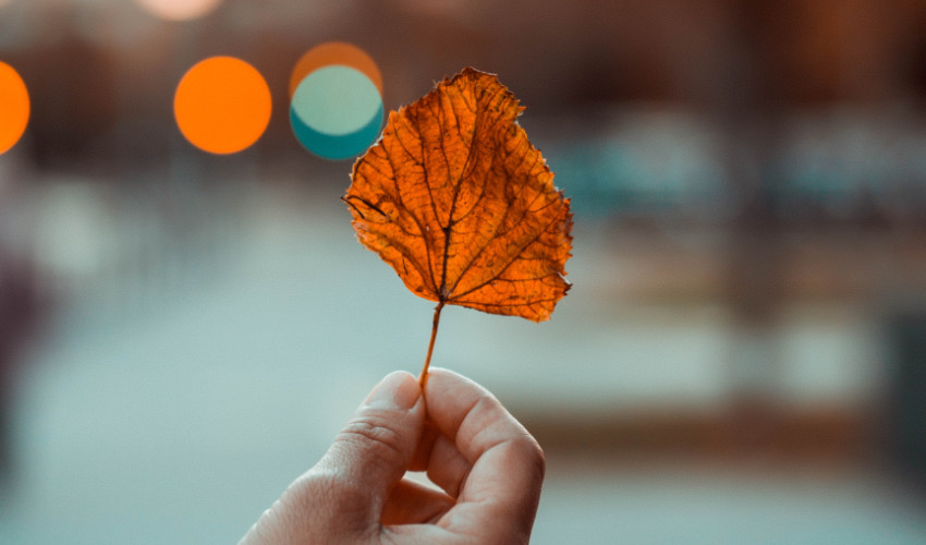 Elmosódott háttér (bokeh)