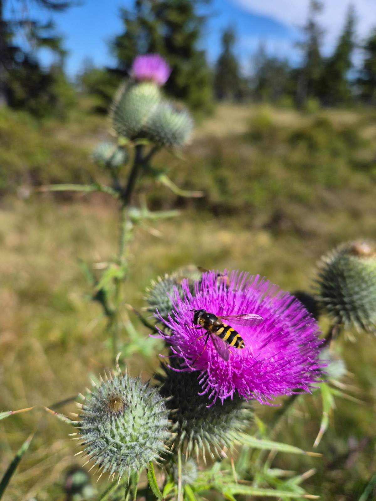 Samsung Galaxy Z Flip7