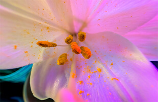 Google Pixel 9 - 48Mpx ultraszéles látószögű objektív, amely csodás makróképeket is tud készíteni